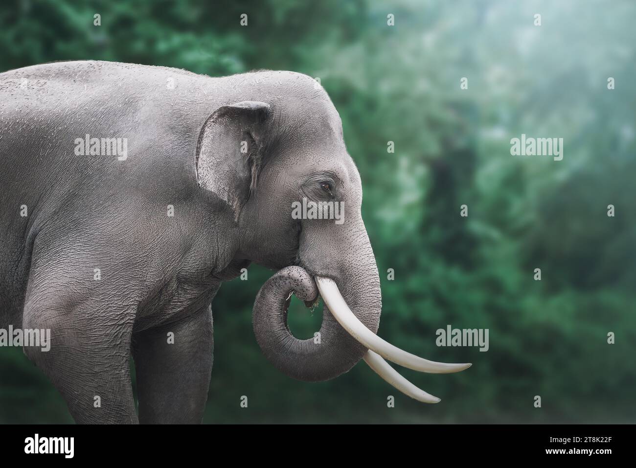 Male Asian Elephant (elephas maximus) Stock Photo