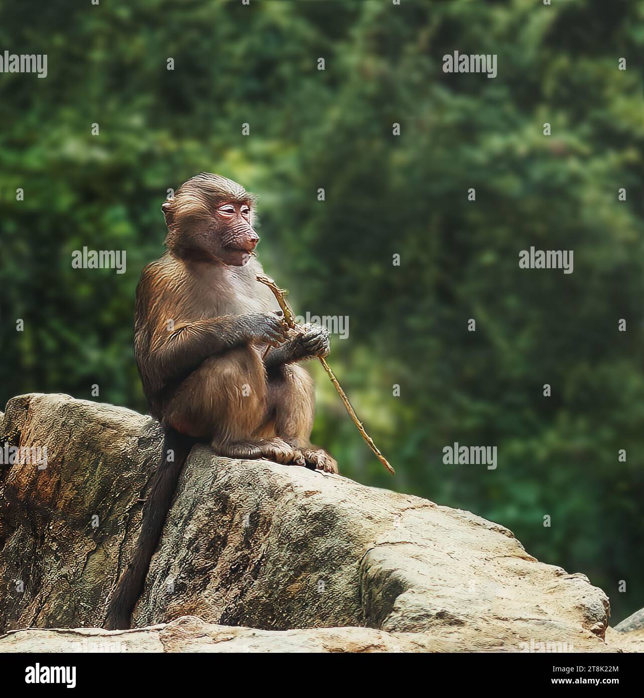 Young Female Hamadryas Baboon (papio hamadryas) Stock Photo