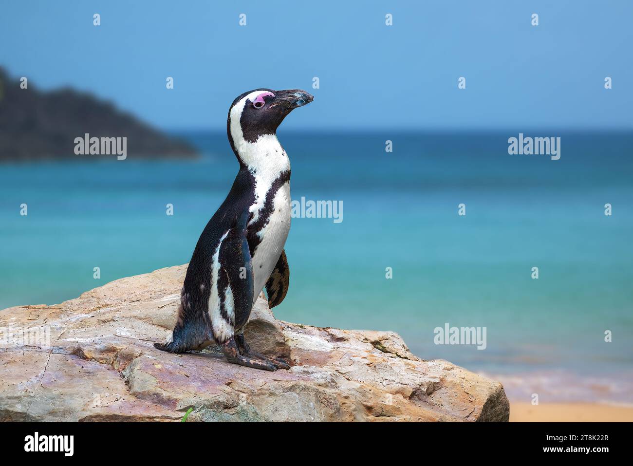 Beautiful African Penguin (spheniscus demersus) Stock Photo