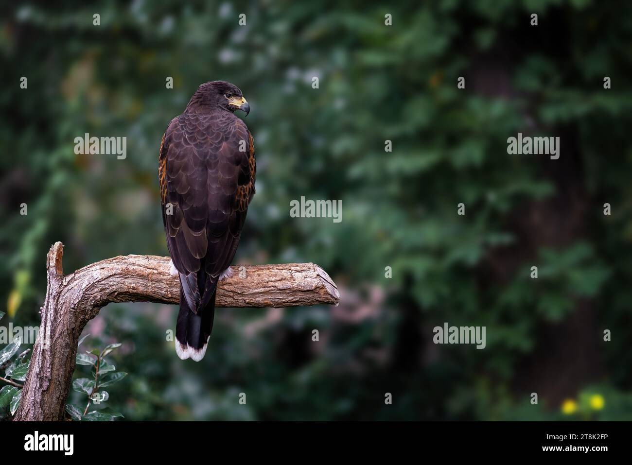 Harris Hawk (parabuteo unicinctus) - Bird of Prey Stock Photo