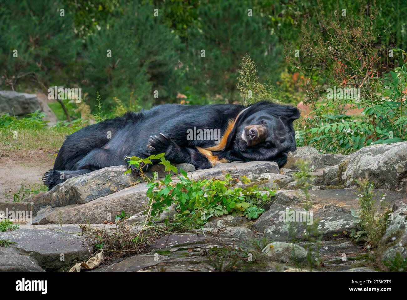 Sleeping Asian black bear (ursus thibetanus) Stock Photo