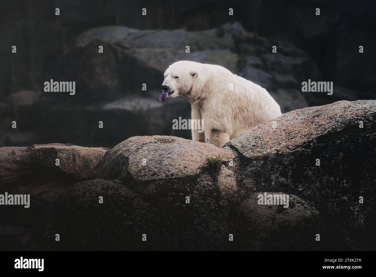 Polar Bear showing blue tongue (ursus maritimus) Stock Photo