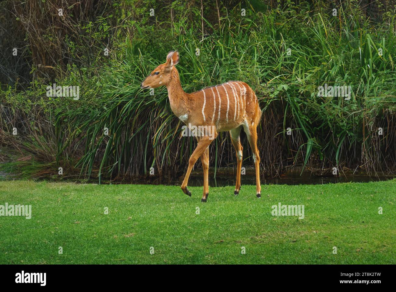 Beautiful Female Nyala (tragelaphus angasii) Stock Photo
