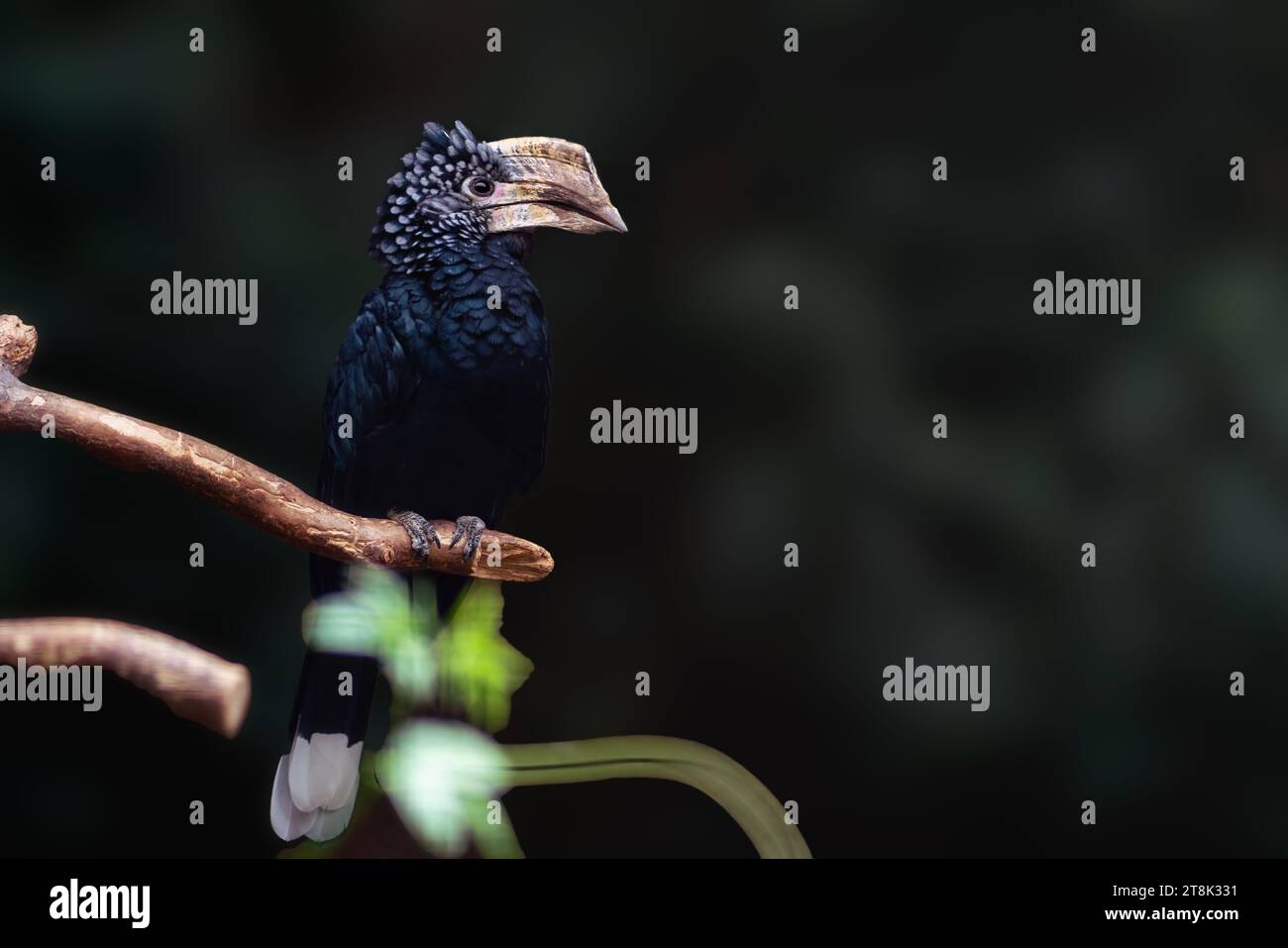 Female Silvery-Cheeked Hornbill bird (bycanistes brevis) Stock Photo