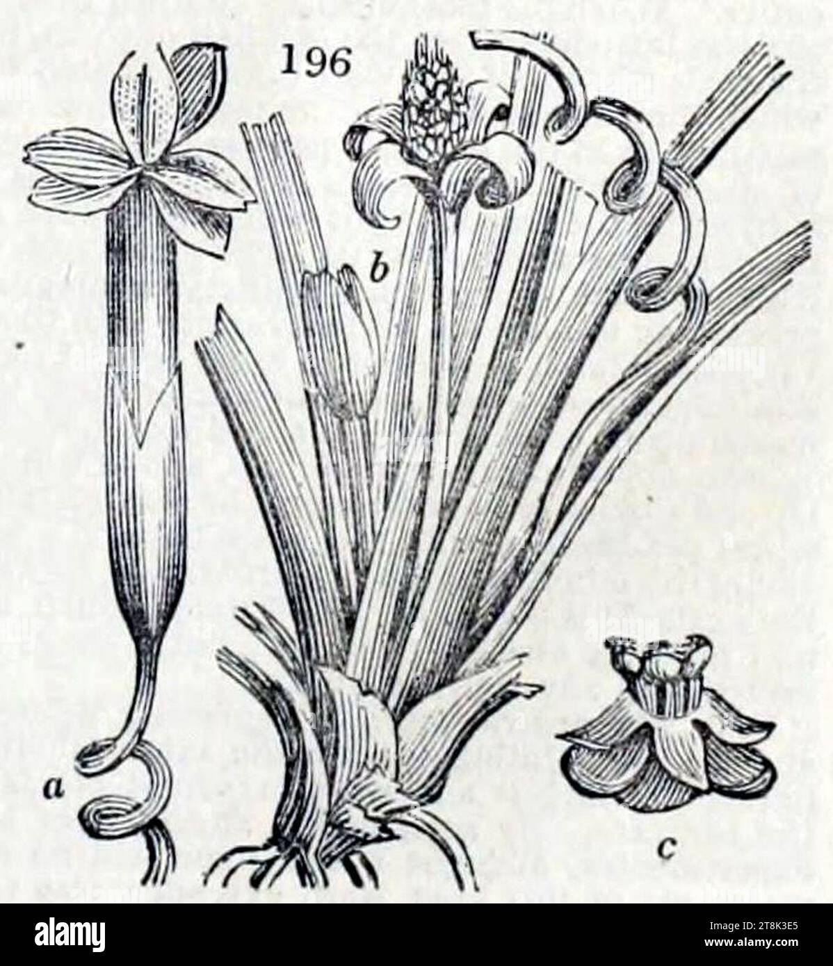 Vallisneria spiralis J. C. Loudon (1826. Stock Photo
