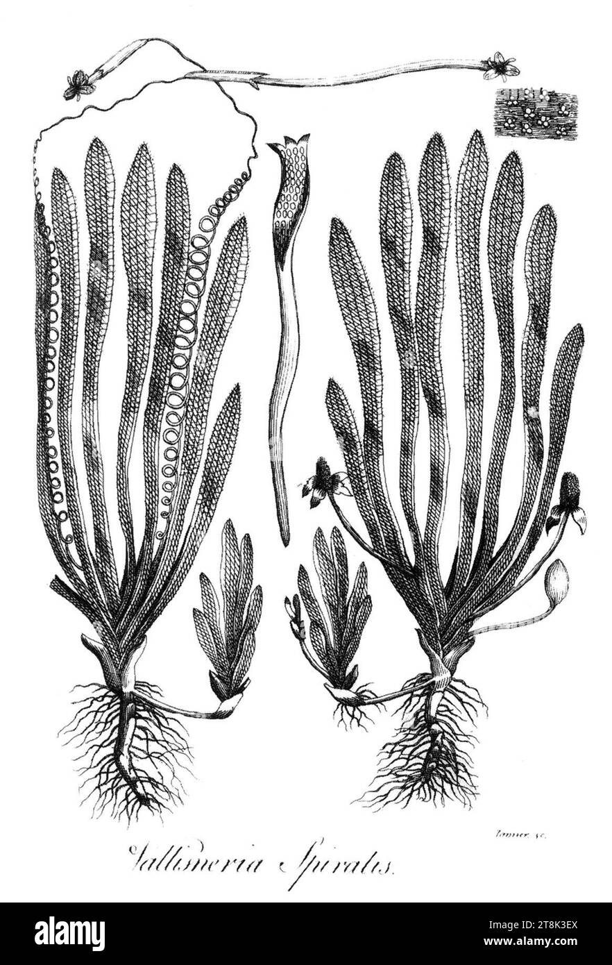 Vallisneria spiralis Erasmus Darwin 1789. Stock Photo