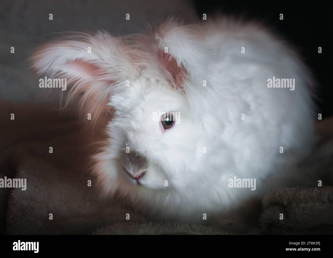 Beautiful Fluffy White Angora Rabbit Stock Photo
