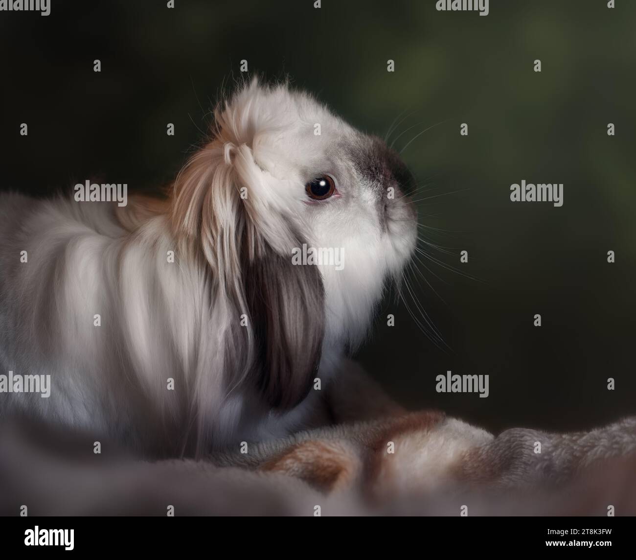 Fluffy American Fuzzy Lop Rabbit Stock Photo