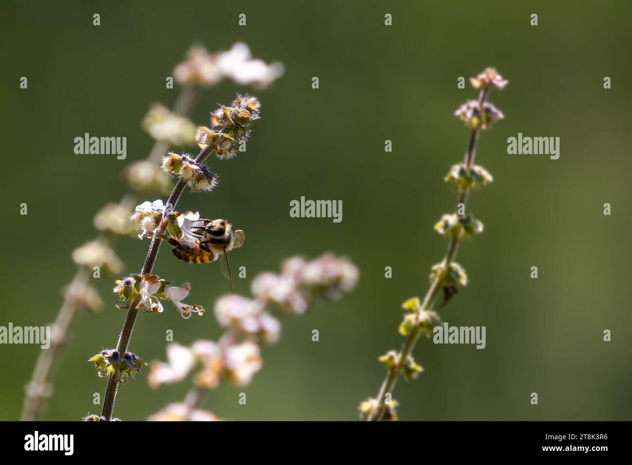 Honey Bee on a Flower Stock Photo