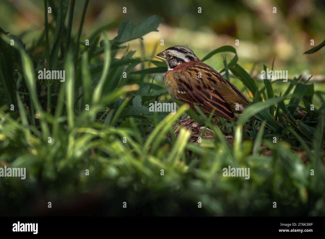 Rufous-collared Sparrow on the grass (Zonotrichia capensis) Stock Photo