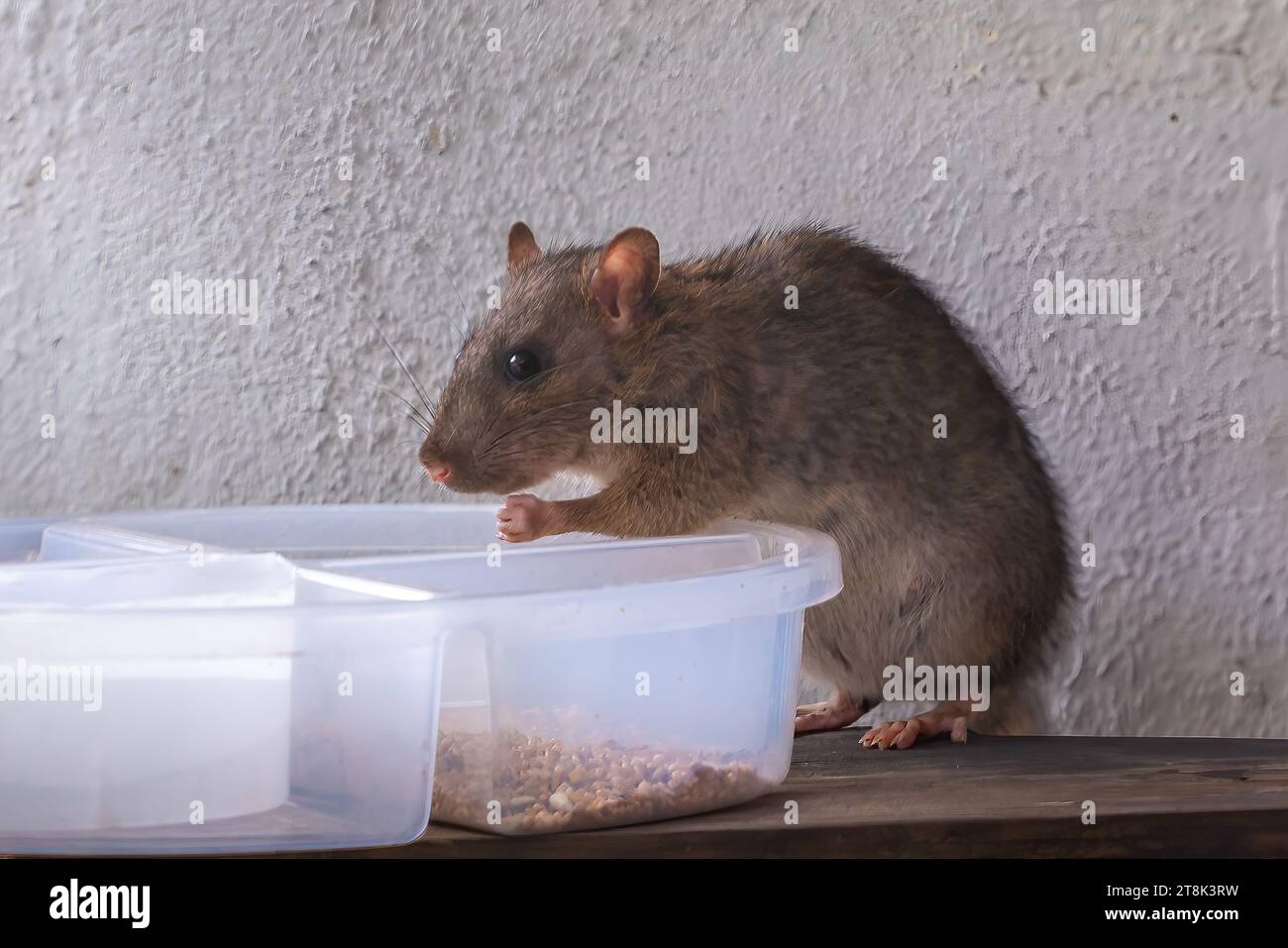 Common Brown Rat eating (Rattus norvegicus) Stock Photo