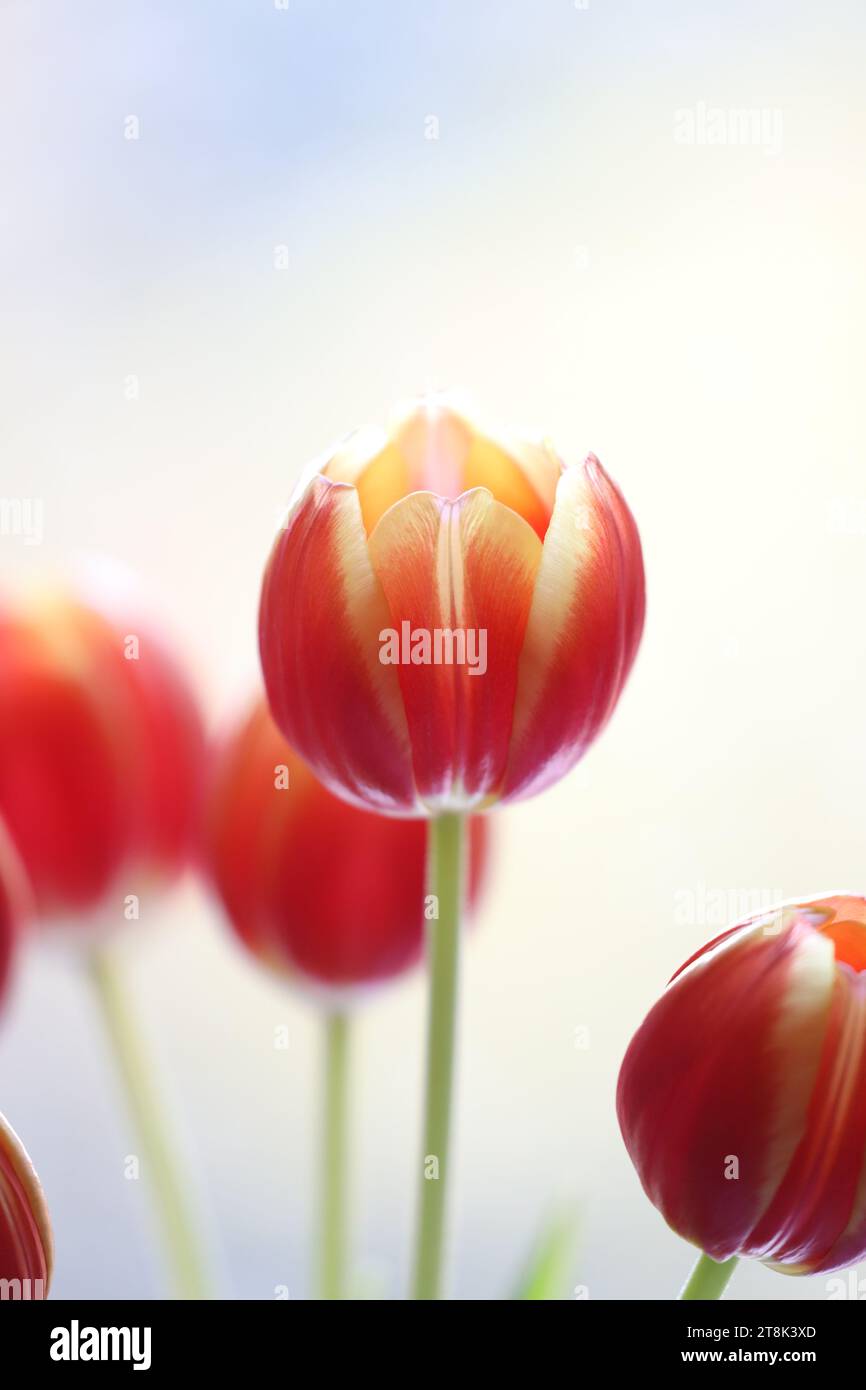 The delicacy of tulips Stock Photo