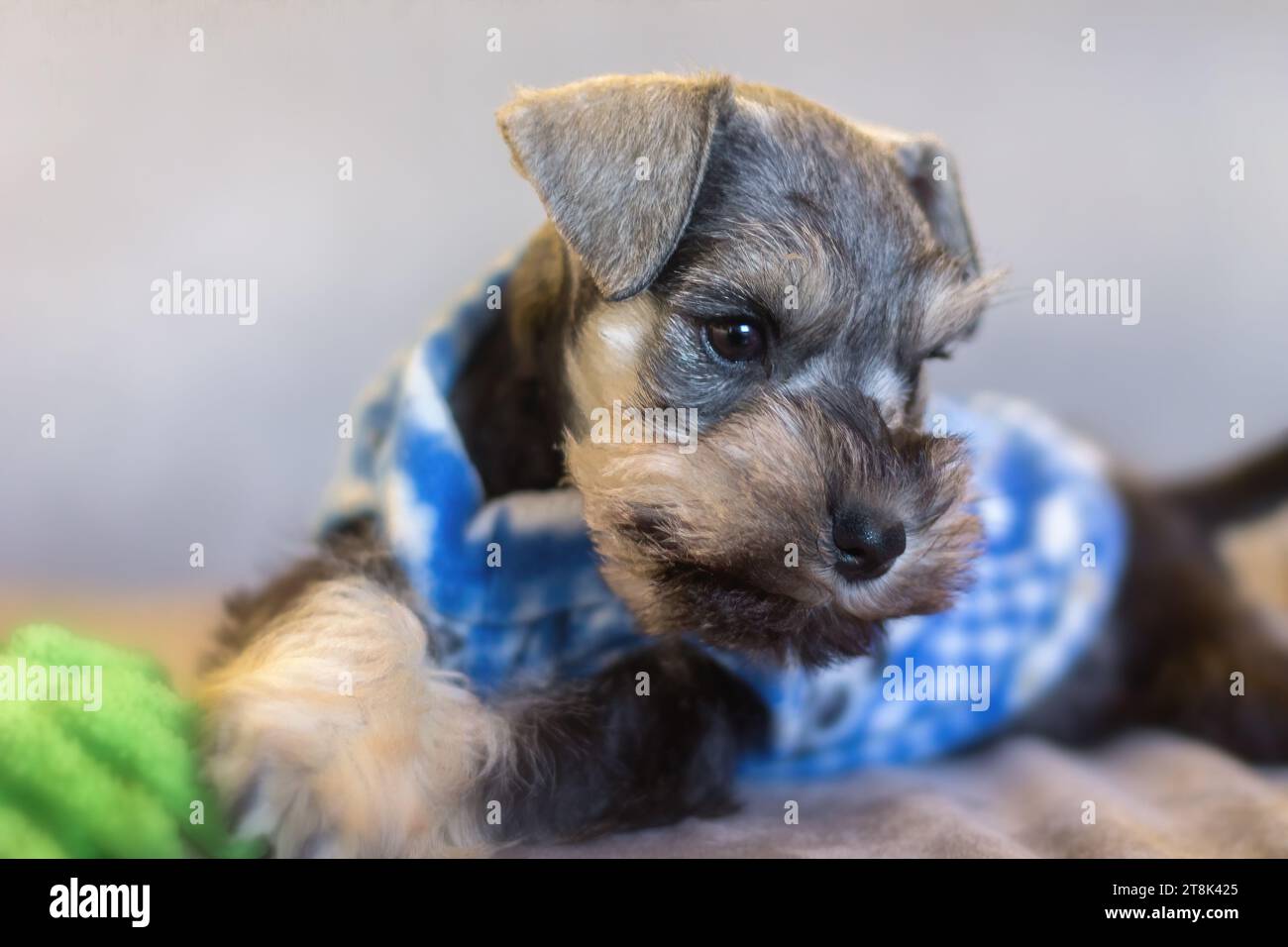 Salt and Pepper Miniature Schnauzer Puppy Dog Stock Photo