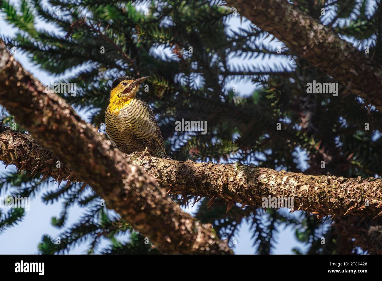 Campo Flicker woodpecker (Colaptes campestris) Stock Photo