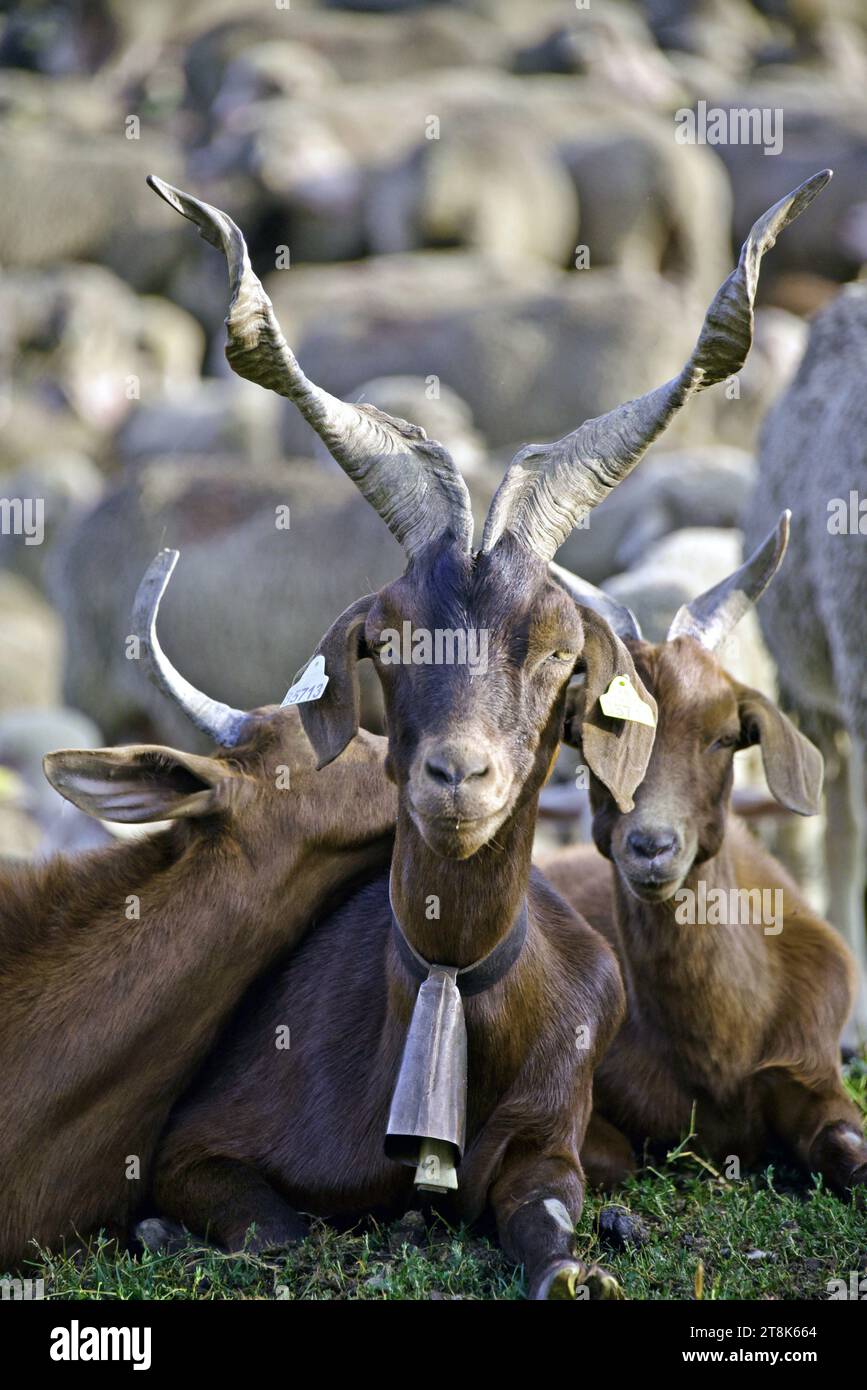 billy goat with twisted horns and goat bell around the neck, portrait, France, Savoie, Maurienne valley, Saint Colomban des Villards Stock Photo