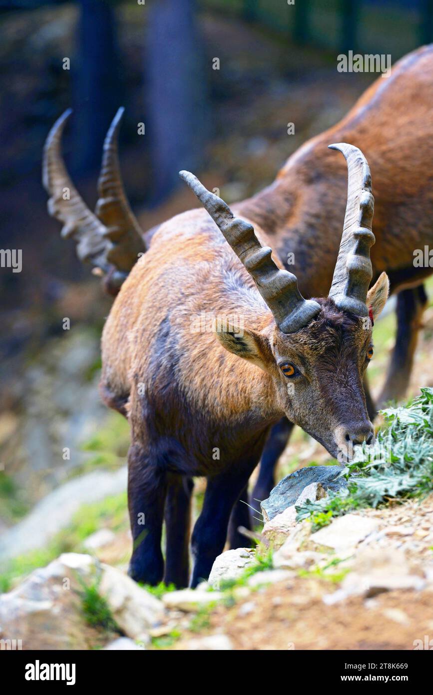 Alpine ibex (Capra ibex, Capra ibex ibex), eating female, front view, France, Savoie, Maurienne valley Stock Photo