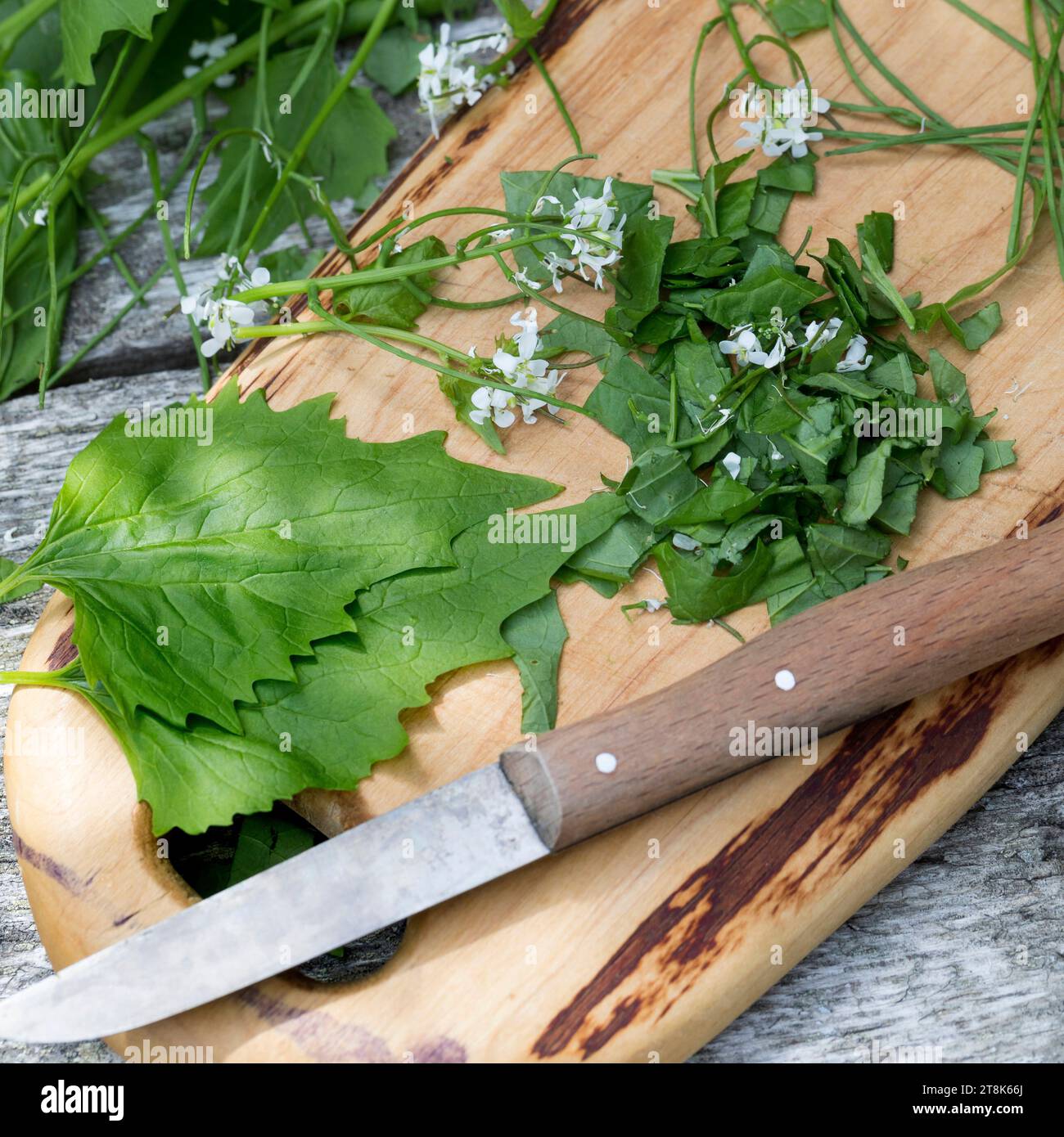 Garlic mustard, Hedge Garlic, Jack-by-the-Hedge (Alliaria petiolata), collected Garlic mustard ist chopped with a knife Stock Photo