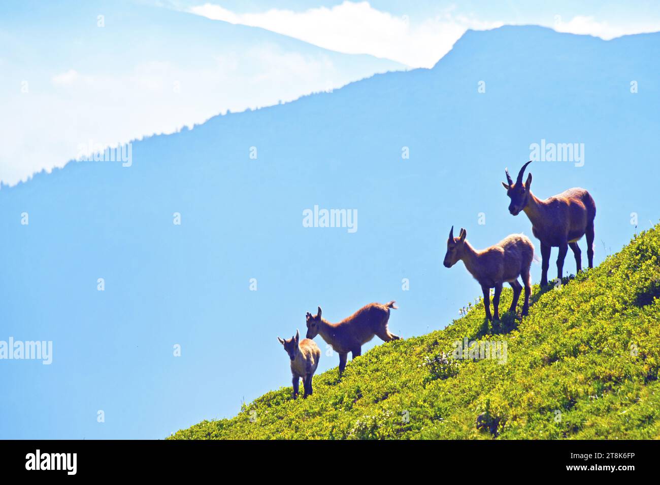 Alpine ibex (Capra ibex, Capra ibex ibex), females with young animals at a mountain slope, France, Savoie, Maurienne valley Stock Photo