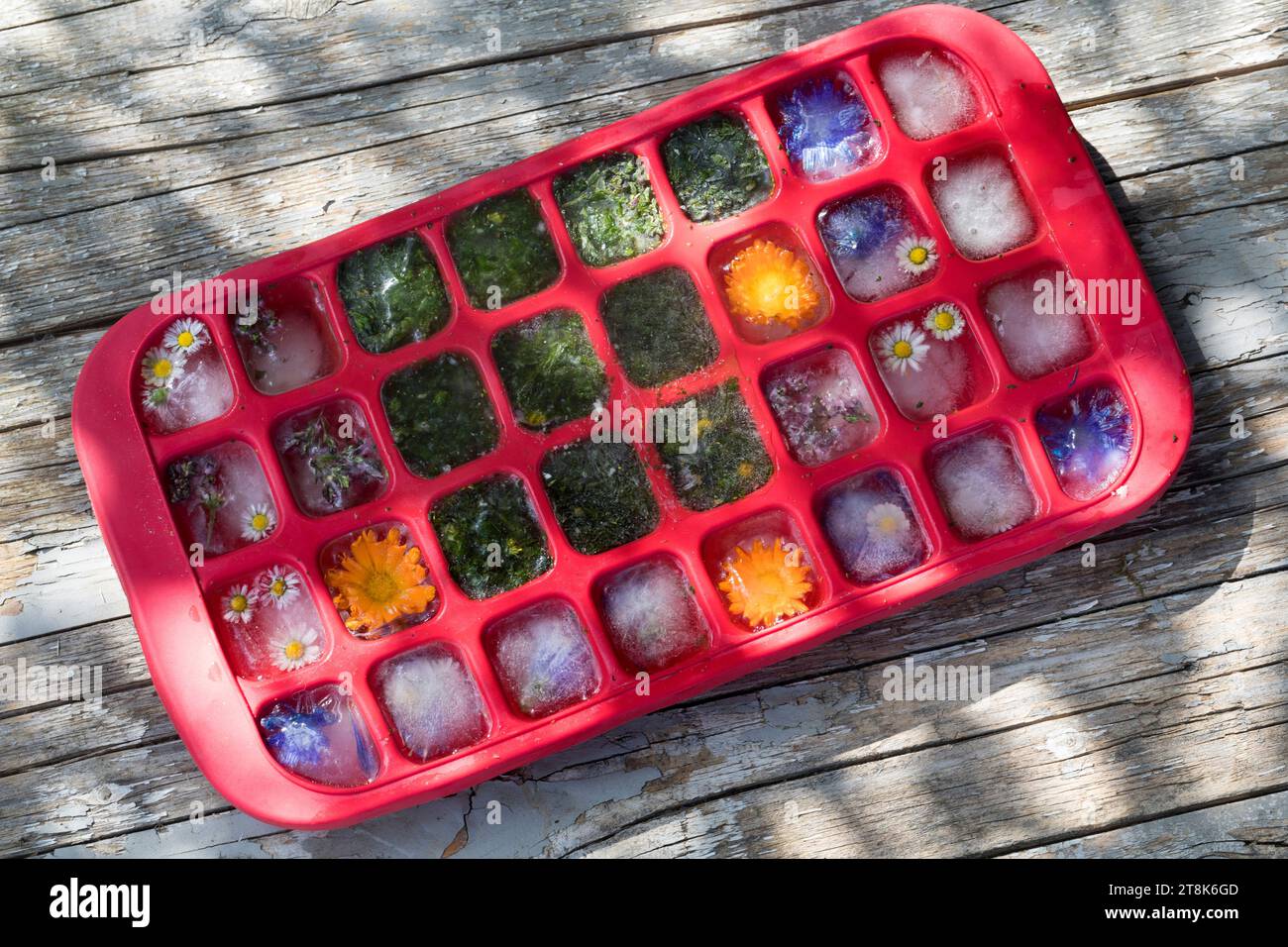 selfmade icecubes made with spring herbs and flowers Stock Photo