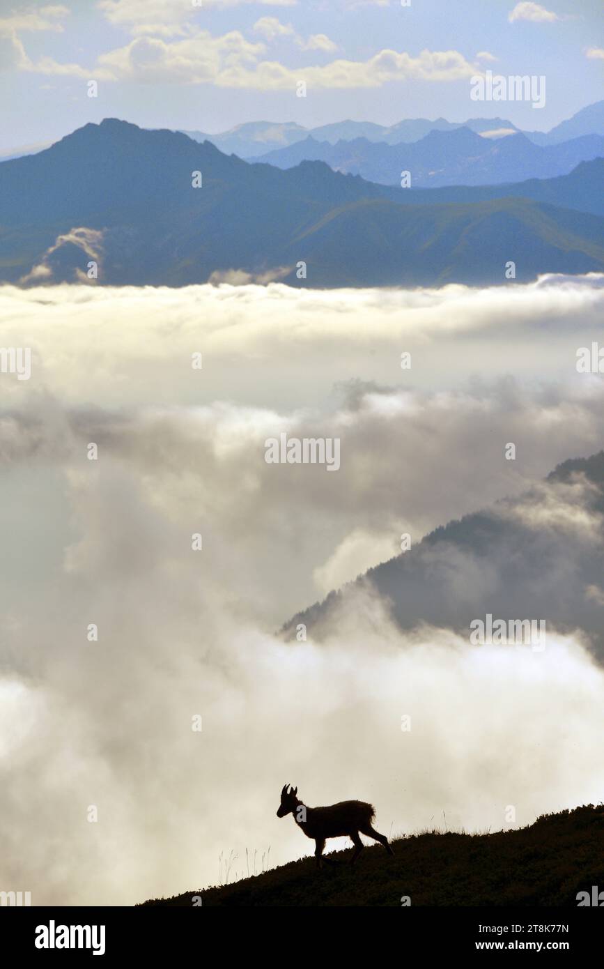 Alpine ibex (Capra ibex, Capra ibex ibex), female standing on a mountain slope in front of cloud-covered mountains, side view, France, Savoie, Stock Photo