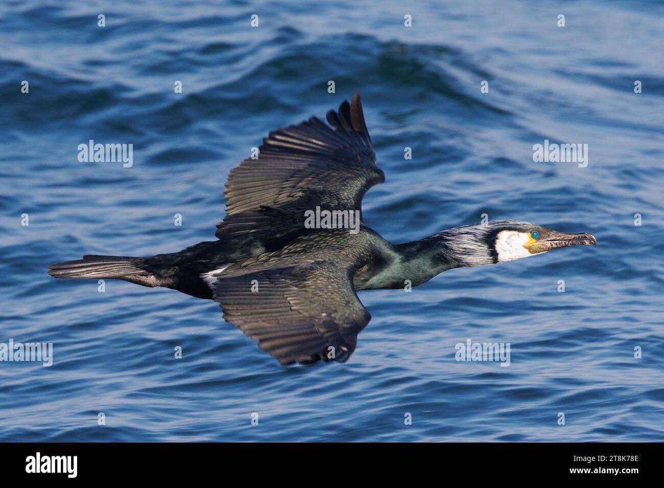 Japanese Cormorant Phalacrocorax Capillatus In Flight Over Water