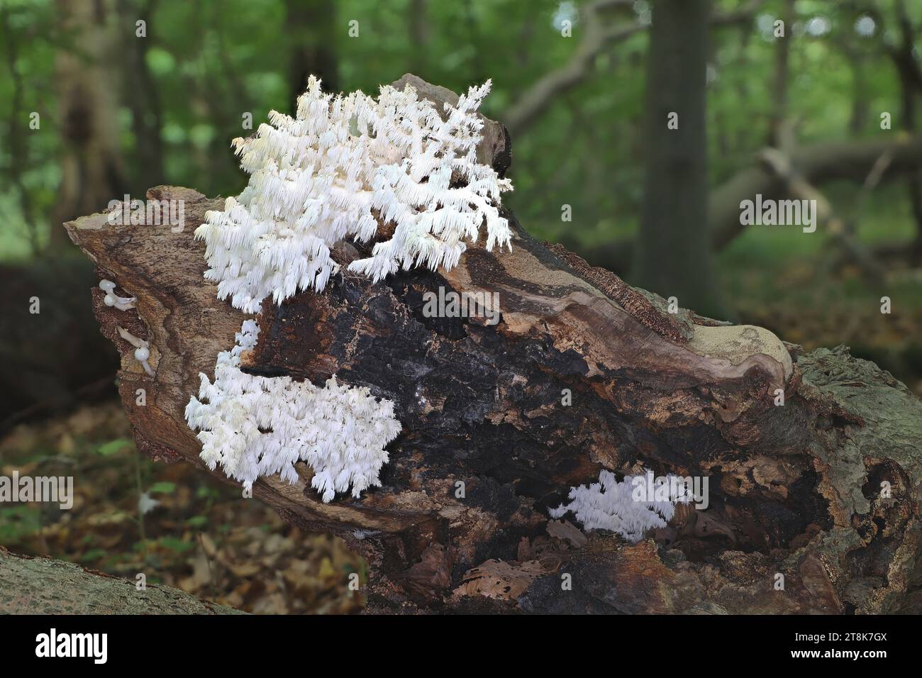 comb tooth mushroom, Coral tooth (Hericium coralloides, Hericium clathroides), on dead wood, Germany, Mecklenburg-Western Pomerania Stock Photo