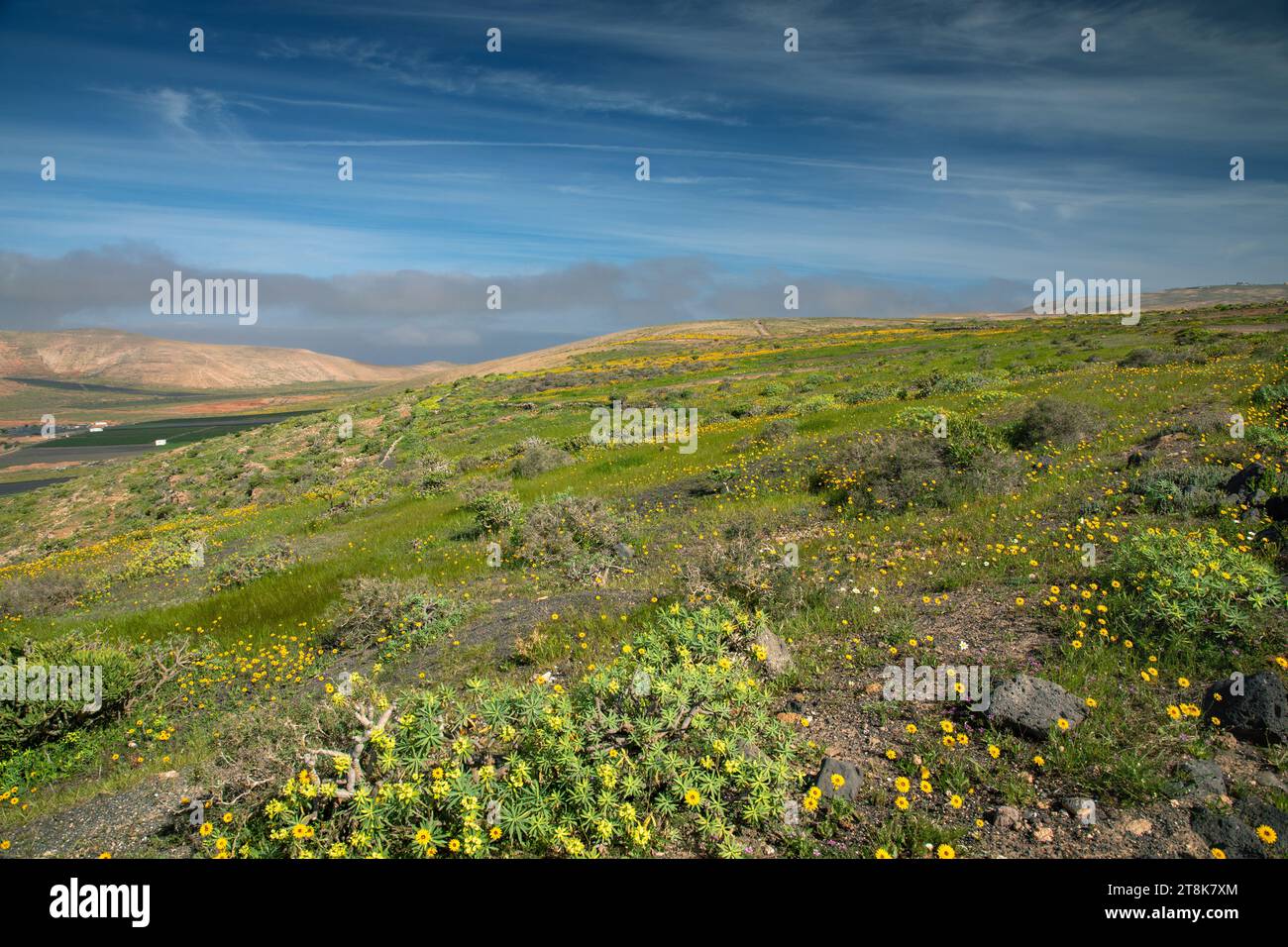 green semi-desert after rainfalls, Canary Islands, Lanzarote, Teguise, Teguise Stock Photo