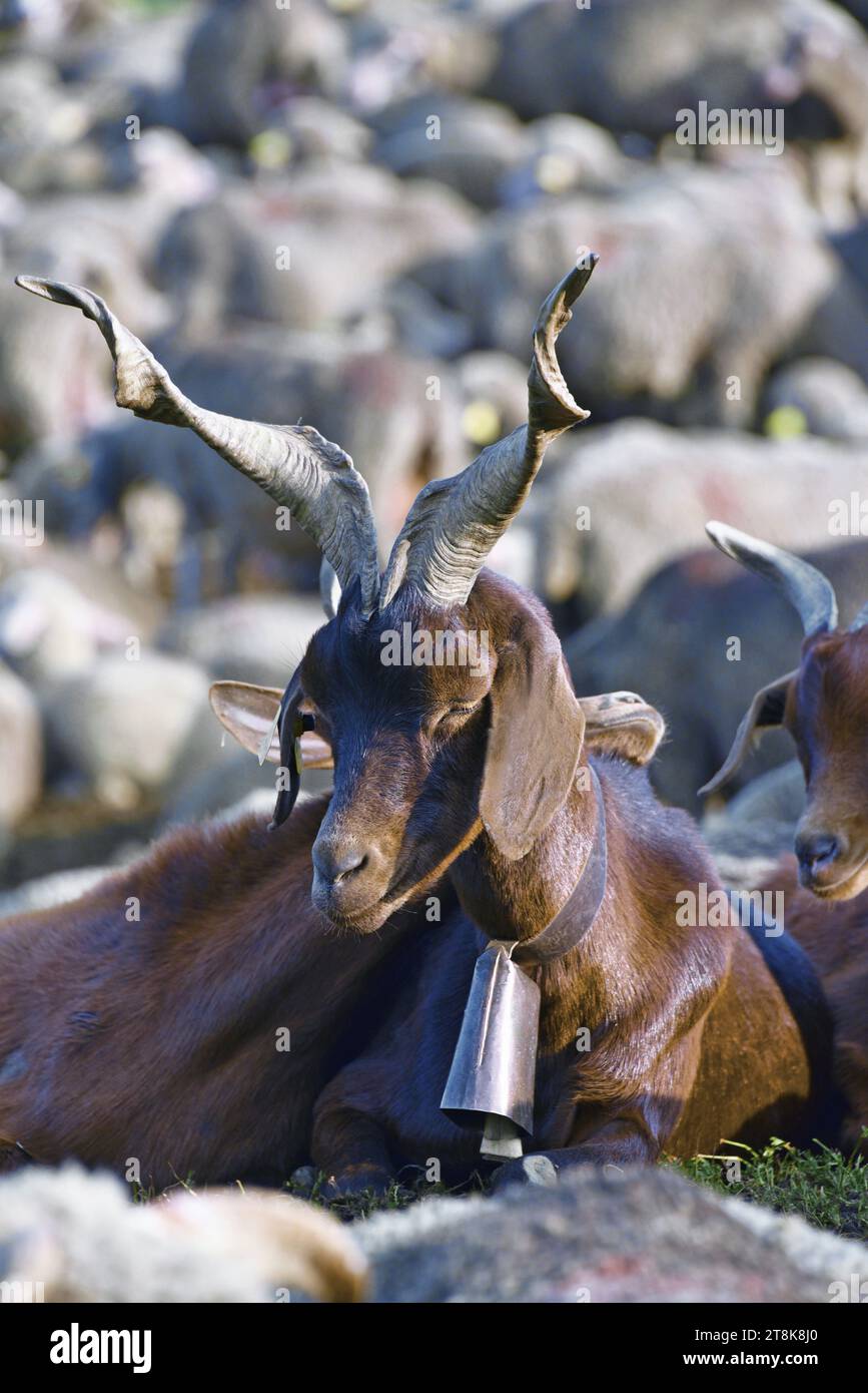 billy goat with twisted horns and goat bell around the neck, portrait, France, Savoie, Maurienne valley, Saint Colomban des Villards Stock Photo
