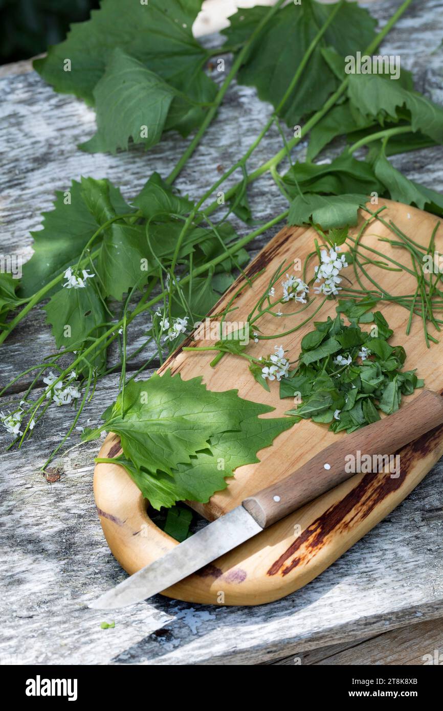 Garlic mustard, Hedge Garlic, Jack-by-the-Hedge (Alliaria petiolata), collected Garlic mustard ist chopped with a knife Stock Photo