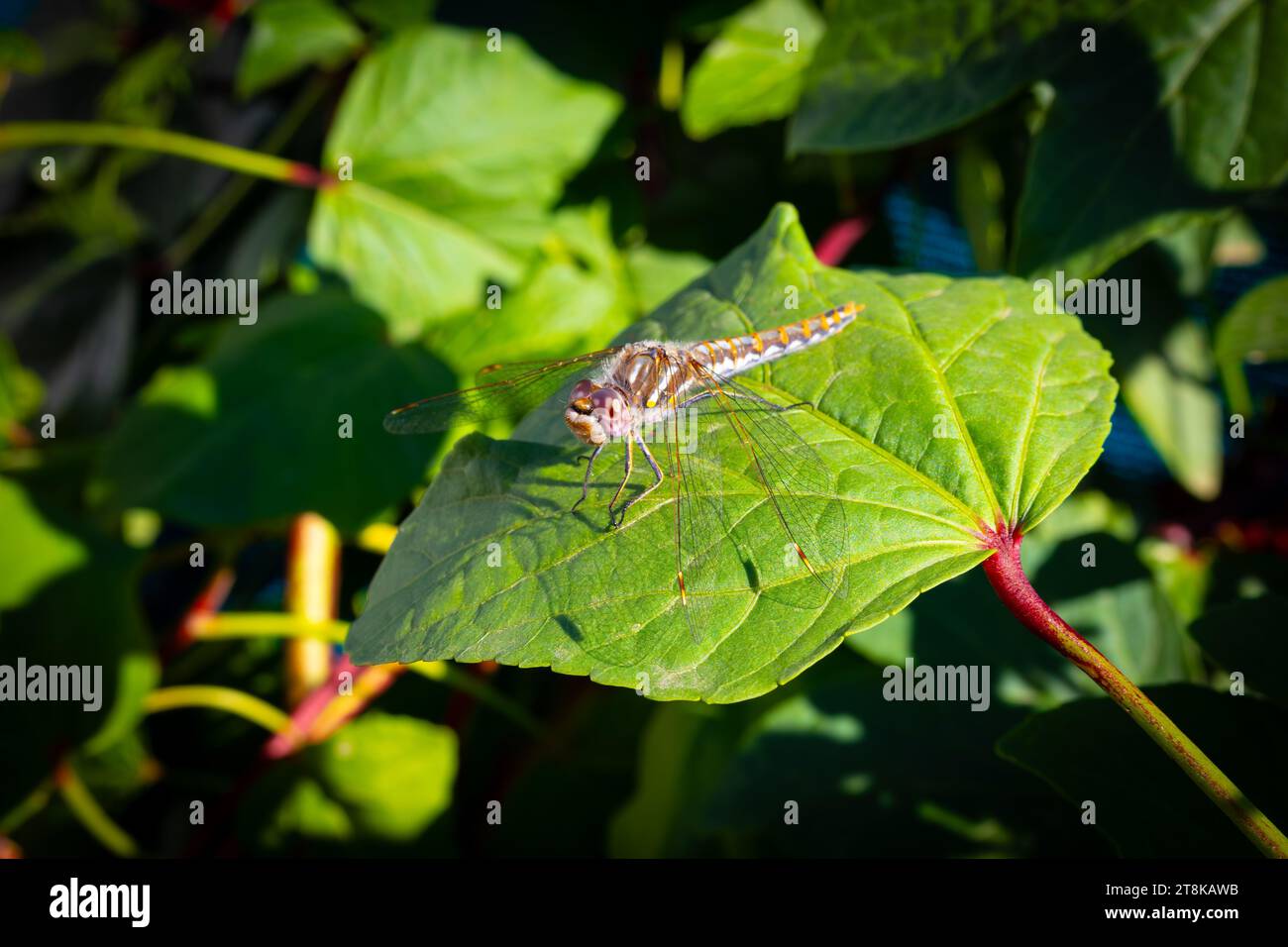 A vibrant dragonfly perched atop a lush green leaf with its eyes open ...