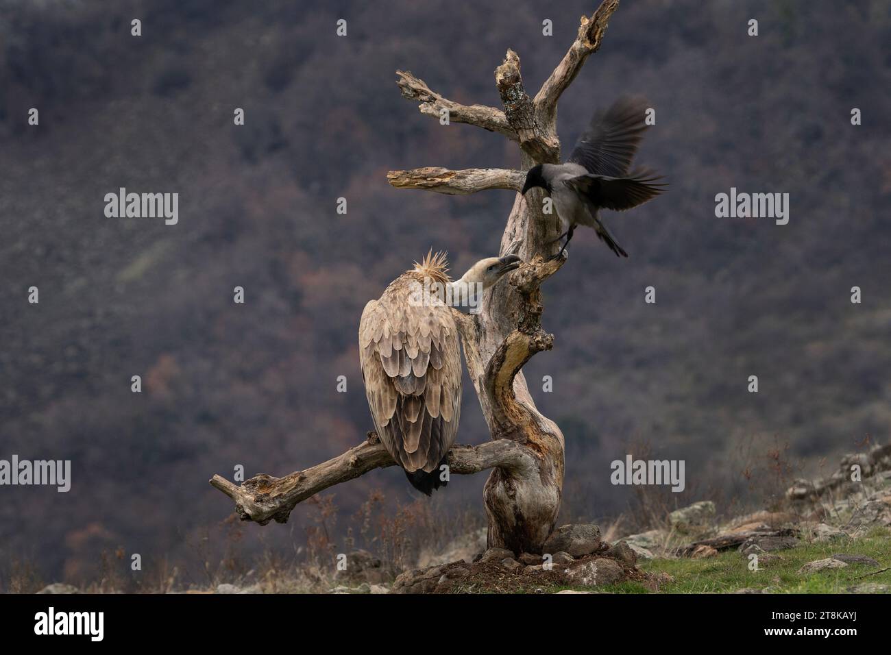 Griffon vulture is fighting with hooded crow in Rhodope mountains. Gyps fulvus was reintroduce in Bulgaria. Ornithology during winter time. Stock Photo