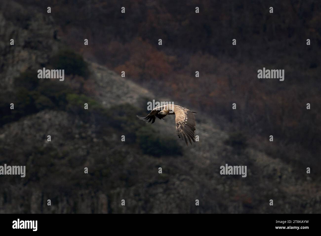 Griffon vulture is flying in Rhodope mountains. Gyps fulvus was reintroduce in Bulgaria. Ornithology during winter time. Huge brown bird with white ne Stock Photo