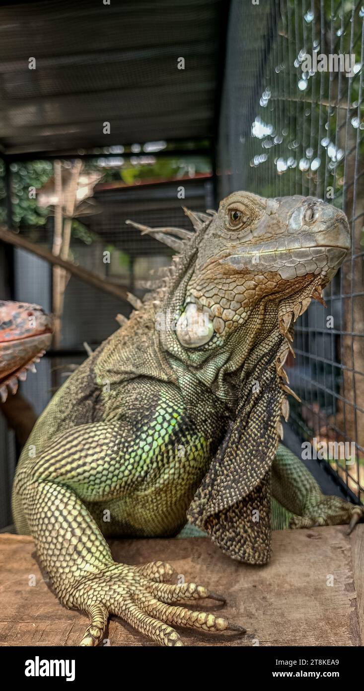 Caged reptile hires stock photography and images Alamy