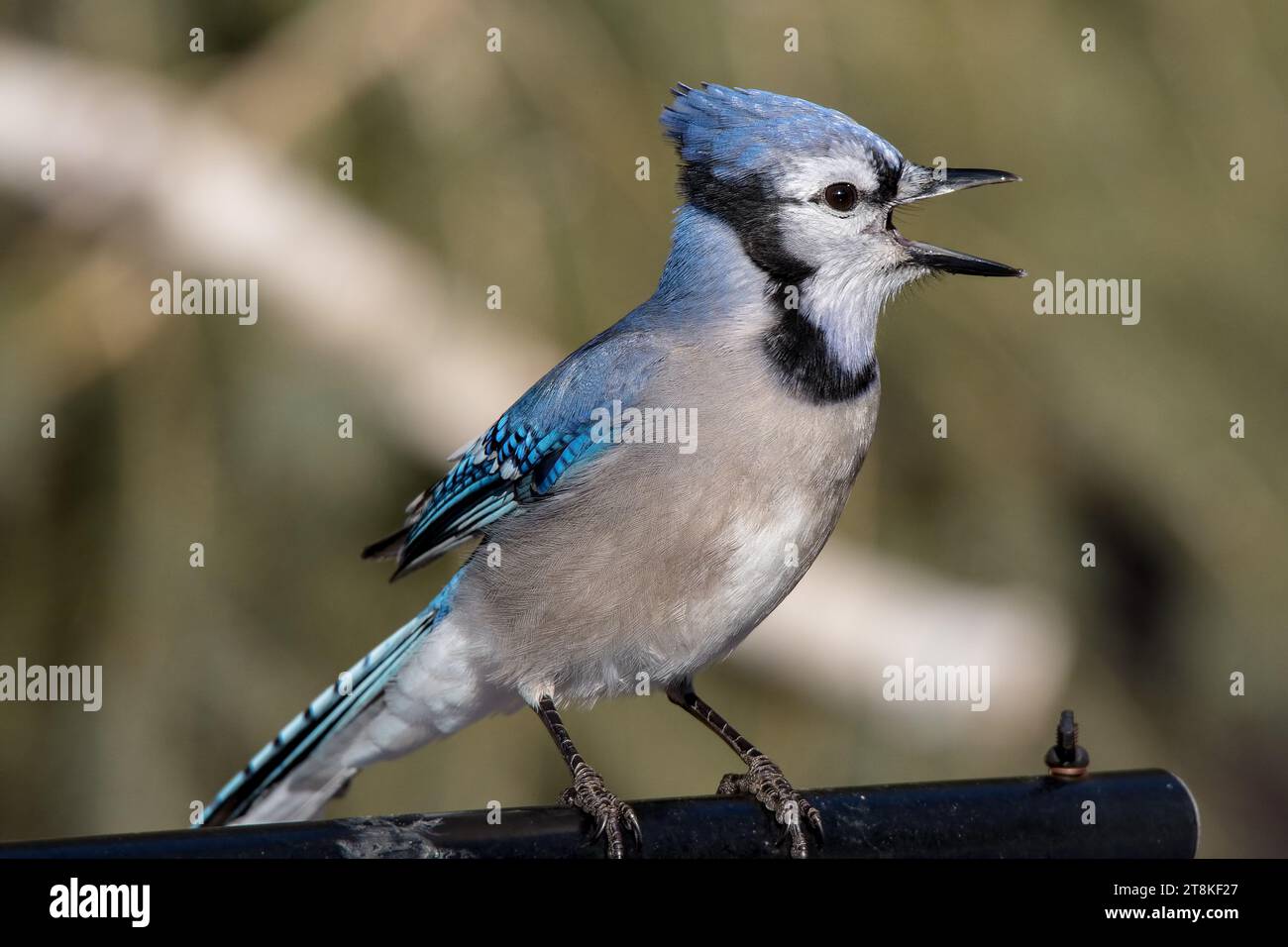 Close up of Blue Jay (Cyanocitta cristata) calling beaks apart in the