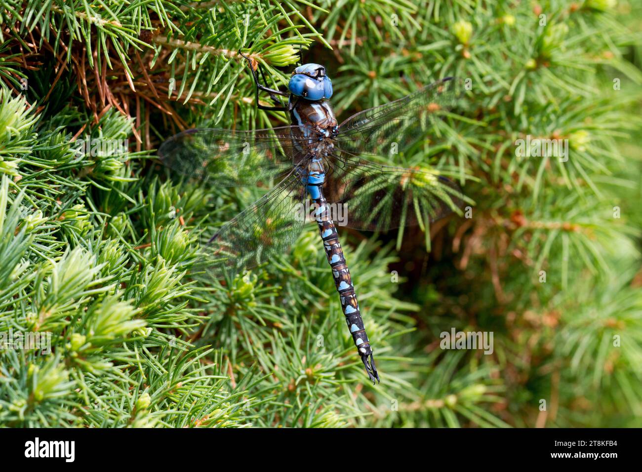 A Blue-eyed Darner Dragonfly (Aeshna multicolor) on a conifer in a garden in Nanaimo, BC, Vancouver Island, Canada in June Stock Photo