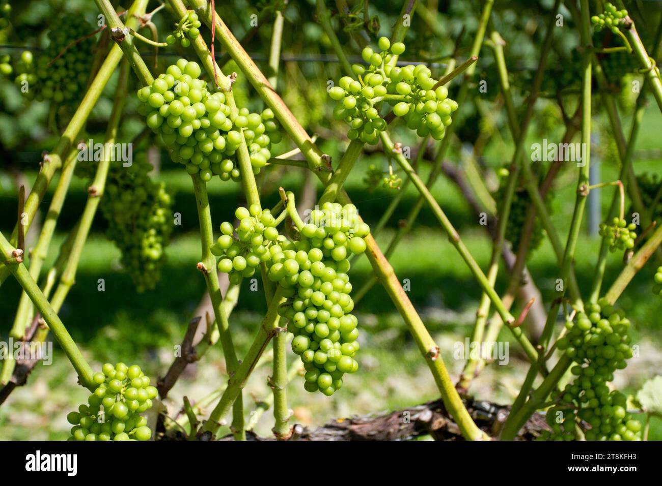 Bunches of green grapes for wine-making on a vine in Somerset, England, GB Stock Photo