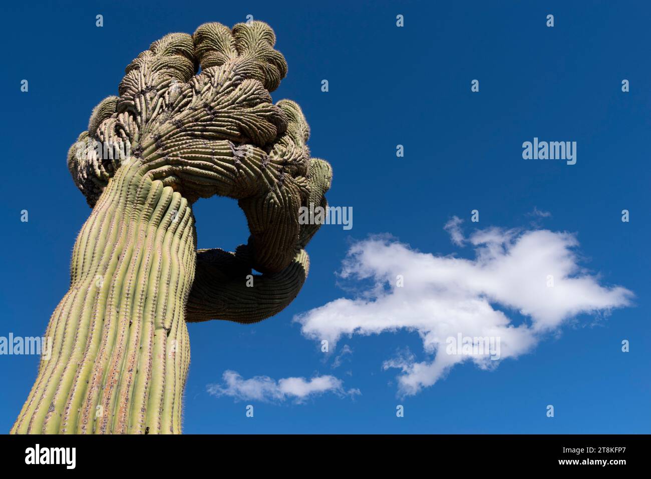 Crested saguaro, Arizona Stock Photo