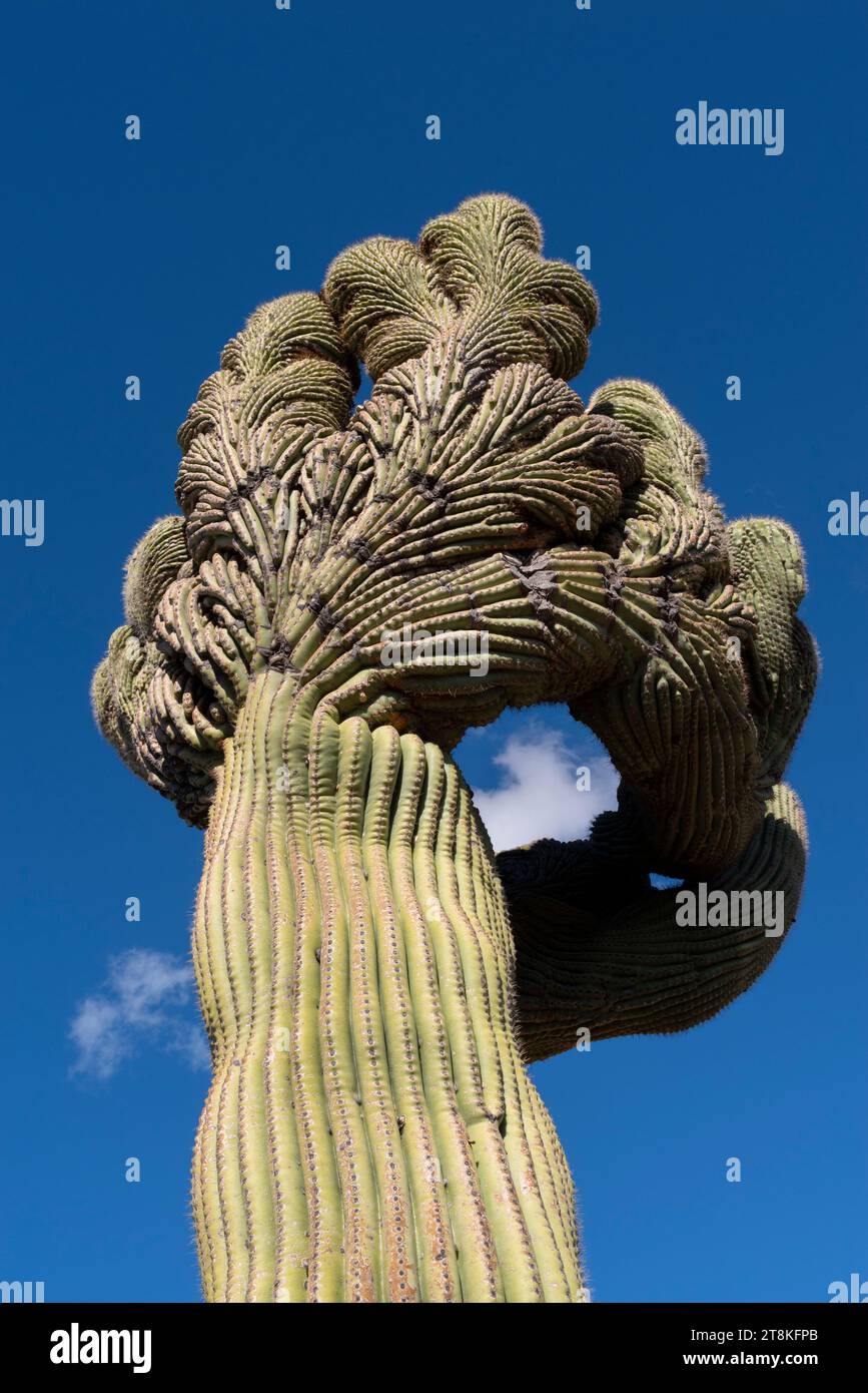 Crested saguaro, Arizona Stock Photo