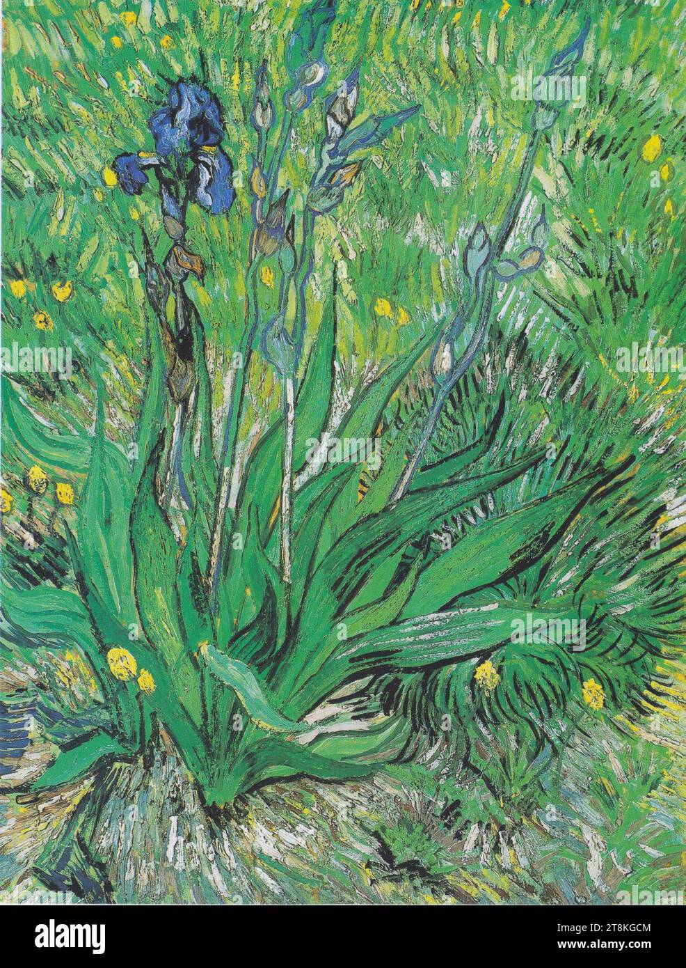 Crayons Iris De Van Gogh Lot De 4 : Paperblanks