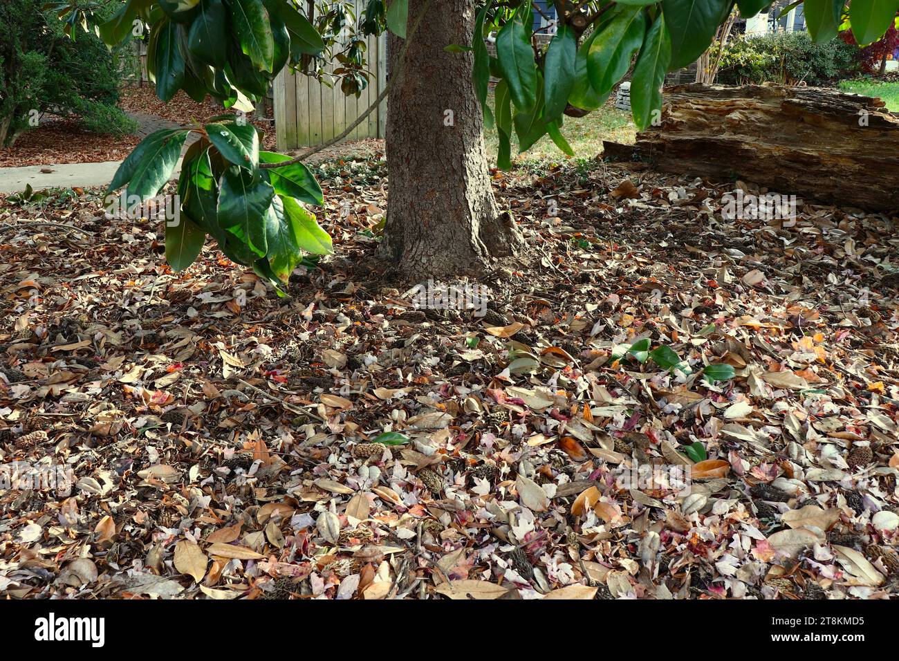 Natural Fall Potpourri of Fallen Leaves and Flower Cones on the Ground Stock Photo