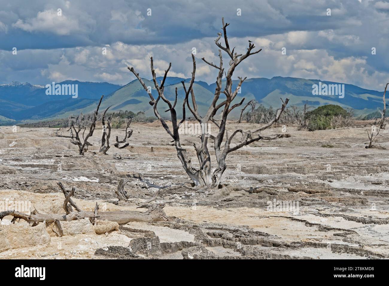 Beautiful landscape of Main terraces of Mammoth Hot Springs,Yellowstone National Park , Wyoming, USA Stock Photo