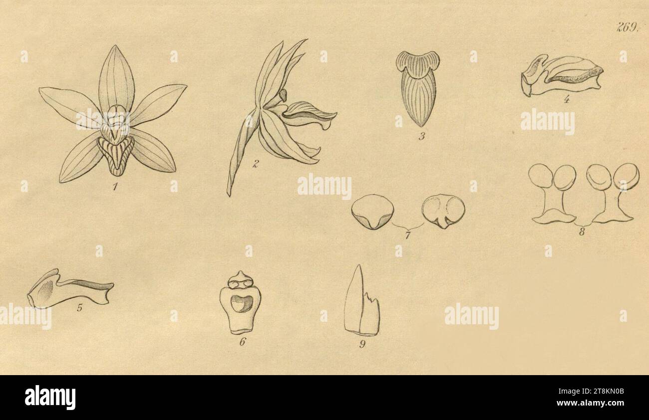Vanda griffithii (as Luisia griffithii) - Pomatocalpa spicatum (as Saccolabium wendlandianum) - Xenia 3 pl 269 - cropped 1-9. Stock Photo