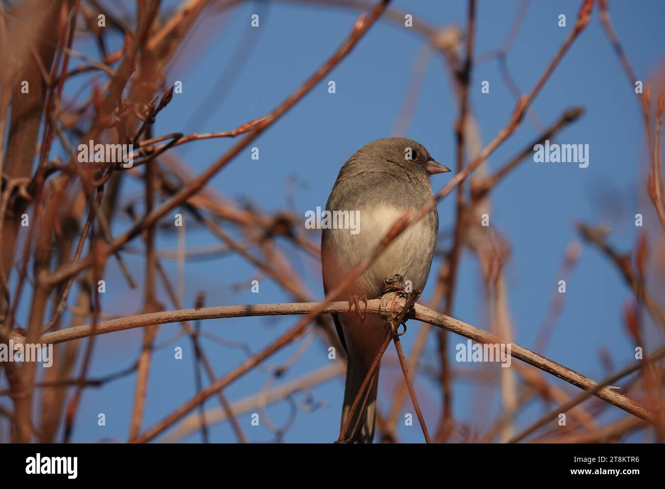 A dark-eyed junco sitting on a twig against a blue sky Stock Photo