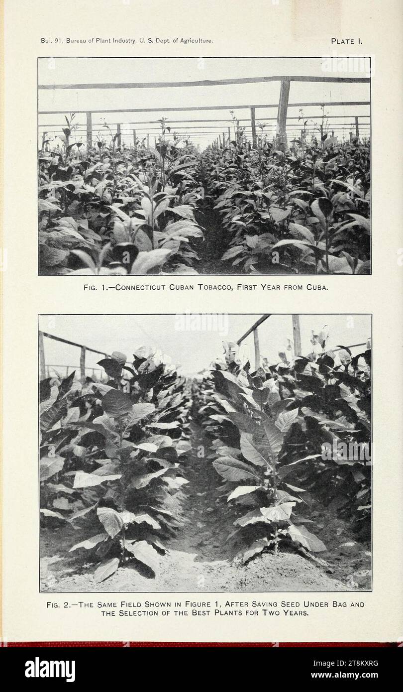 Varieties of tobacco seed distributed in 19056, with cultural