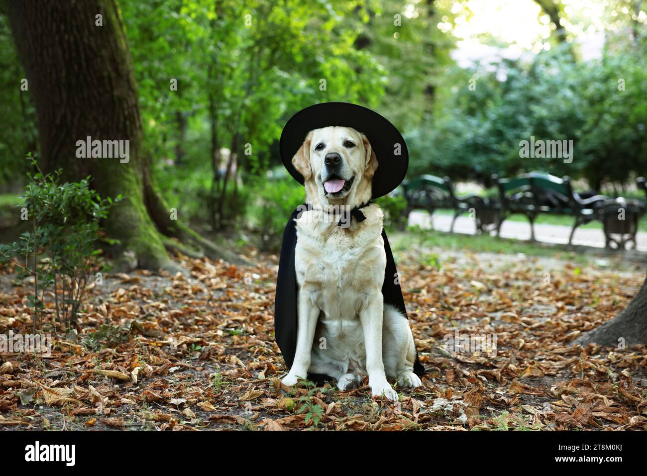 Labrador retriever hats cheap