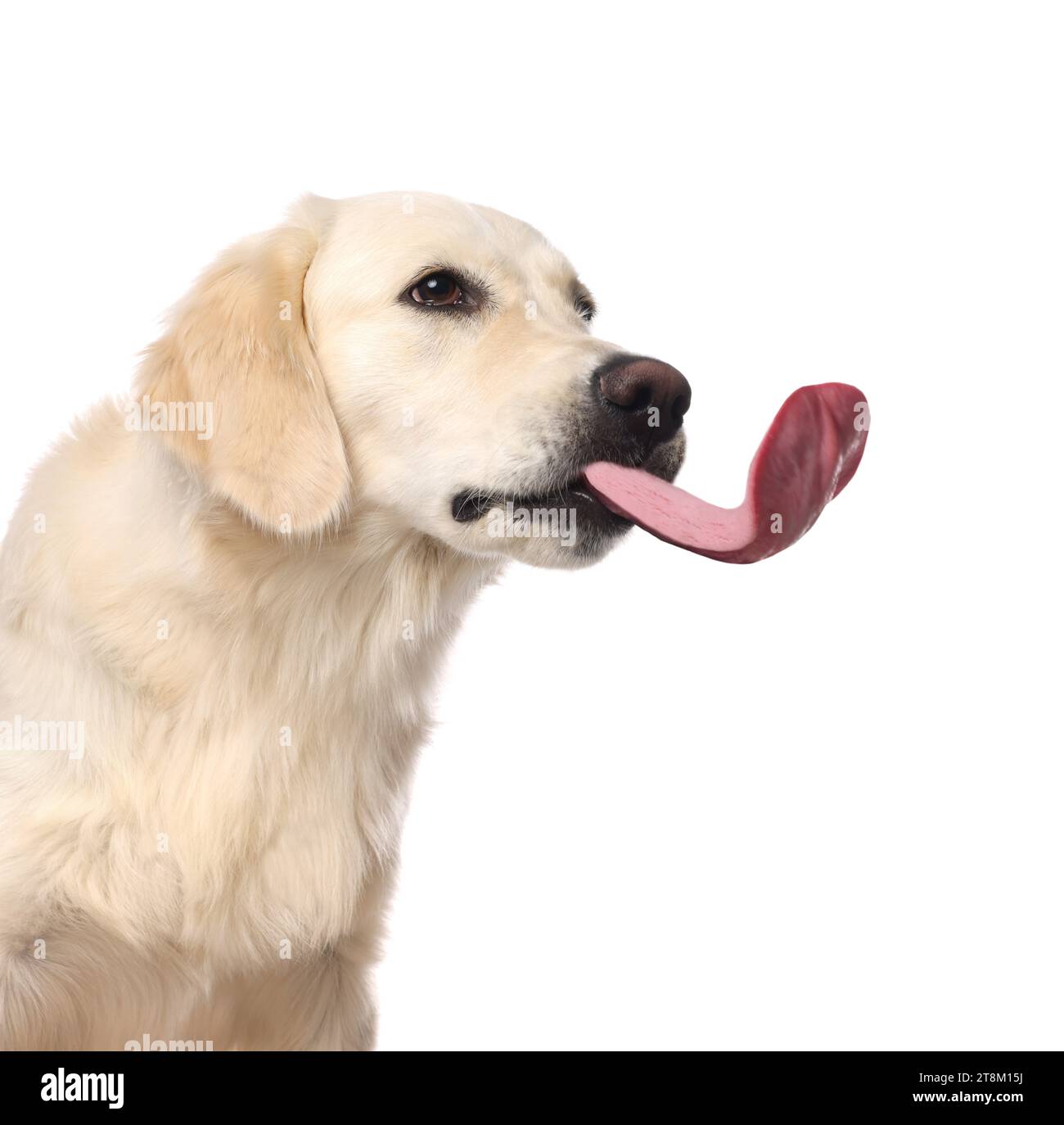 Cute Labrador Retriever showing long tongue on white background Stock Photo Alamy