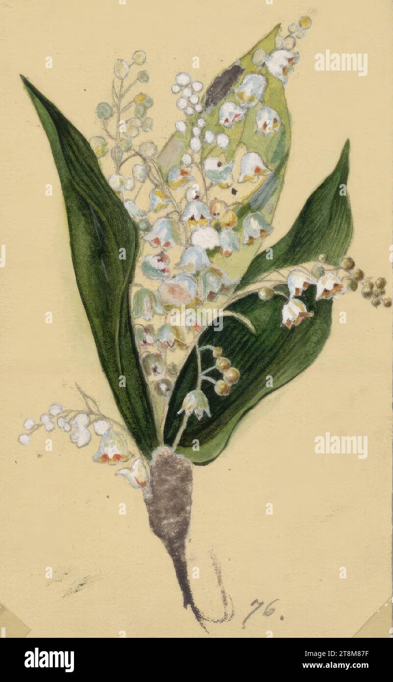 Lily-of-the-valley - Encyclopedia of Life