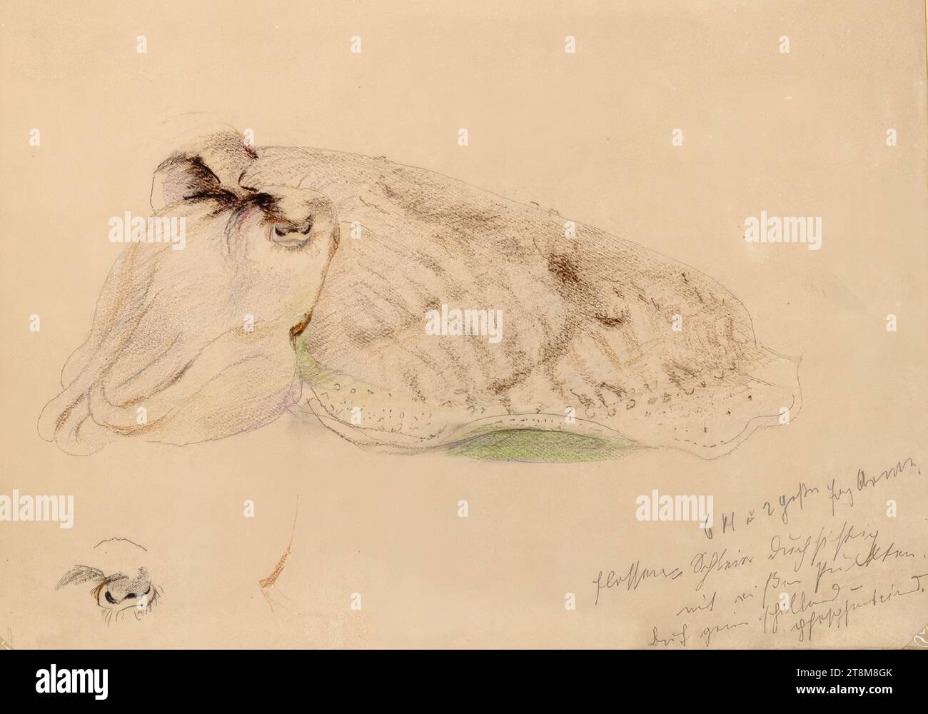 Squid, Marie Lippert-Hoerner (Vienna 1860 - 1932 Vienna), drawing, preliminary pencil drawing, crayon, 21.8 x 30.2 cm (8 9/16 x 11 7/8 in.), r.l. detail caption Stock Photo