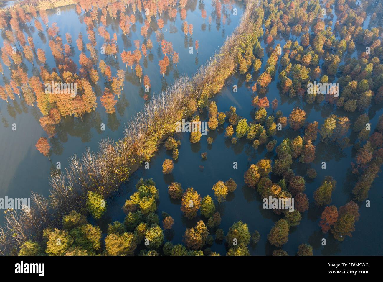 NANJING, CHINA - NOVEMBER 21, 2023 - Photo taken on Nov 21, 2023 shows the colorful Taxodium ascendens forest in Taxodium ascendens Lake National Wetl Stock Photo