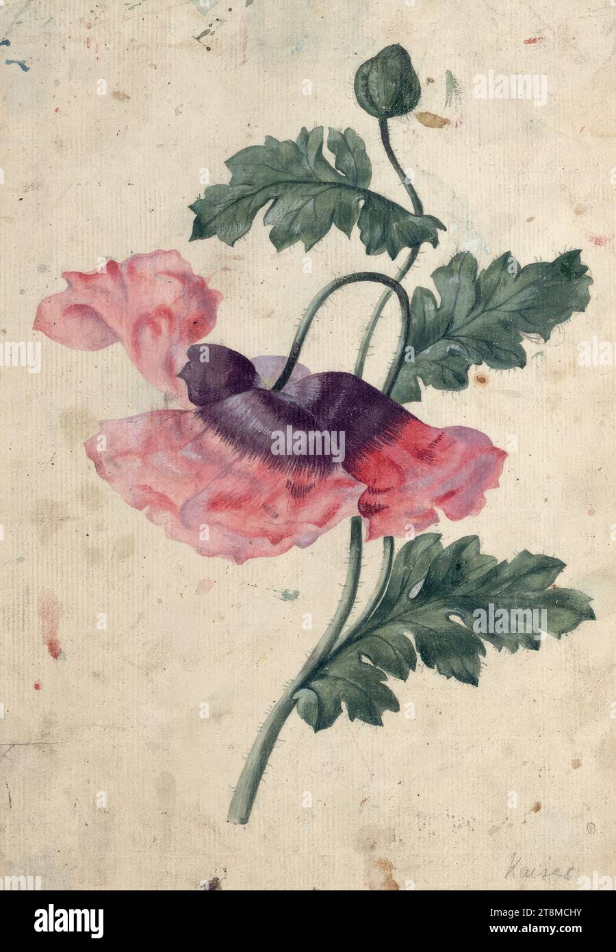 Poppy blossom and bud, Joseph Maria Kaiser (Kremsmünster 1824 - 1893 Linz), drawing, watercolour, according to Cahier: 23 x 16.3 cm, r.r. 'Emperor Stock Photo